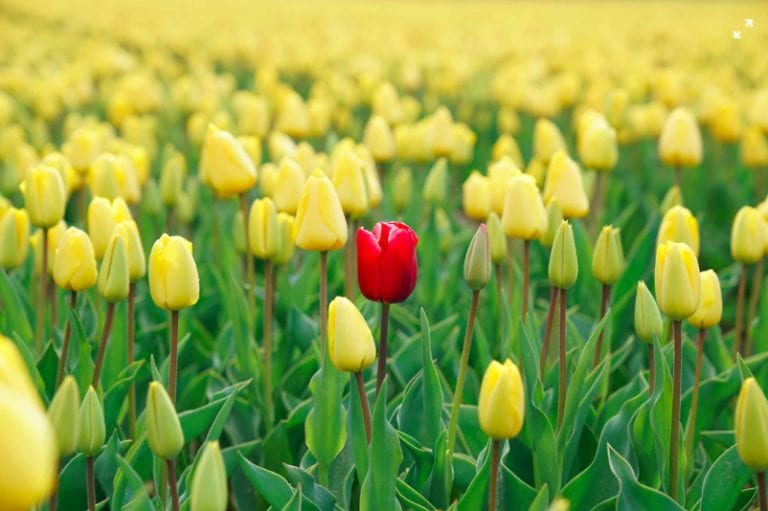 field of yellow tulips with one red one